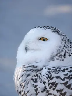 Lapland: Finland, Ranua Wildlife Park. Snowy owl during winter