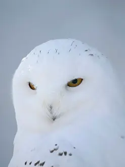 Lapland: Finland, Ranua Wildlife Park. Snowy owl during winter
