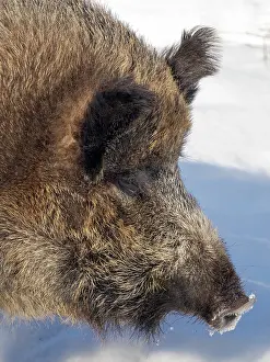 Boar: Finland, Ranua Wildlife Park. Wild boar during winter