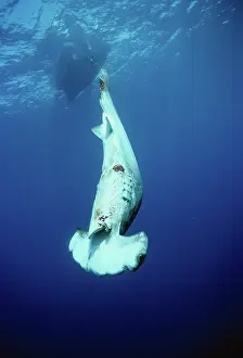 Thrown: Finned Hammerhead thrown overboard
