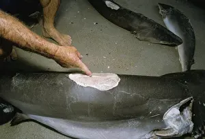 Waste: Finned sharks