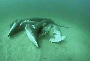 Thrown: Finned sharks thrown overboard