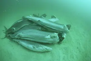 Thrown: Finned sharks thrown overboard