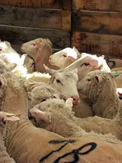 Ovis: Finnish Dorset