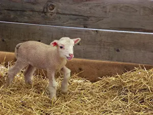 Lamb: Finnish Dorset