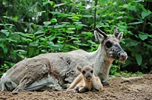 300517: Finnish Forest Reindeer (Rangifer tarandus fennicus)