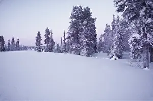 Edwin Mickleburgh: FINNISH LAPLAND - Forest in winter