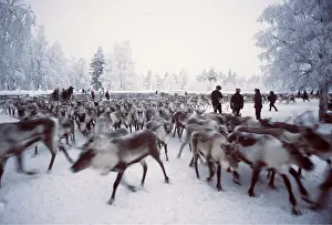 Edwin Mickleburgh: Finnish Lapland Winter - Reindeer / Caribou separation