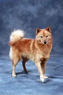 Spitz: Finnish Spitz DOG - in studio