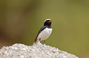 Wheatears: Finschs Wheatear - adult male