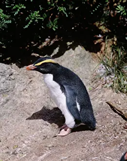 Fiordland: Fiordland Crested Penguin