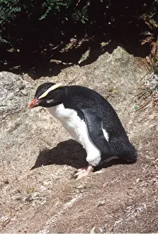 Fiordland: Fiordland Crested Penguin