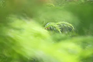 Unexplained: Fir