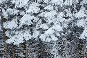 Firs: Fir