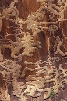 Firs: Fir Bark BEETLE - tunnels of beetles in dead fir tree stem