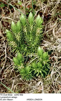 Clubmoss: Fir Clubmoss
