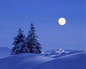 Firs: Fir firs spruce spruces in winter time snow full