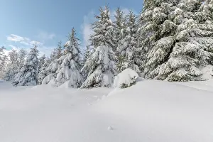 Sports: Fir forest under the snow in the mountains. Vosges, B