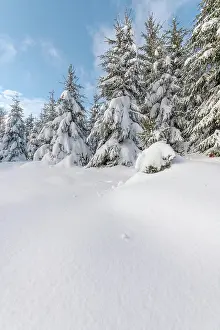 Sports: Fir forest under the snow in the mountains. Vosges, B