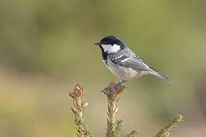 Peaks: Fir tit (Parus ater), sitting on the top of a young spruce