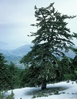 Ionian: FIR Tree - in Ancient Greek Fir Forest