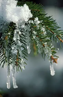 Firs: Fir Tree - close-up of branch covered in ice