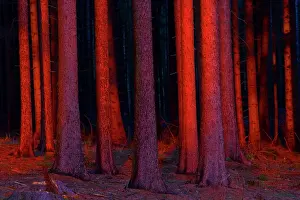 Firs: Fir Tree Stems - in glow of setting sun