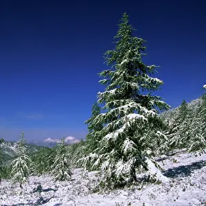 Firs: Fir Trees and Spruces after a snowfall