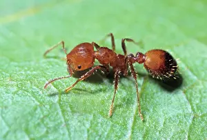 Fire Ant