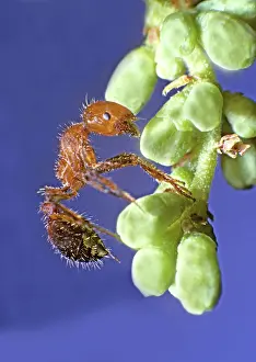 Solenopsis: Fire Ant