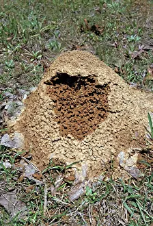 Solenopsis: Fire Ants