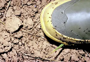 Solenopsis: Fire Ants