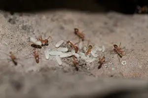 Lifecycles: Fire Ants Fire Ants with larvae Klungkung Bali Indone