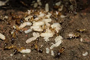 Oecophylla: Fire Ants - with larvae and pupa - Klungkung, Bali