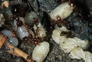 Tending: Fire Ants with Larvae and Pupae