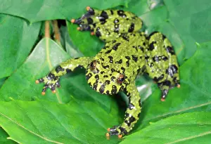 Bombina: Fire-bellied Toad