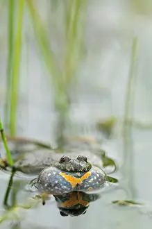 Bombina: Fire-bellied Toad
