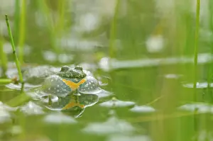 Bombina: Fire-bellied Toad