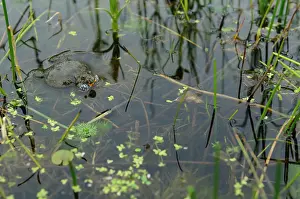 Bombina: Fire-bellied Toad