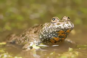 Lurch: Fire-bellied Toad
