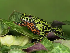 Bombina: Fire-Bellied Toad