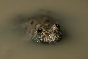 Toads: Fire-bellied toad - close up - in shallow water -Romanioa
