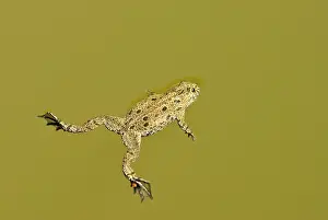 Bombina: Fire-bellied toad - Floating on pond surface