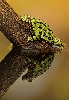 Bombina: Fire Bellied Toad in pool with reflection