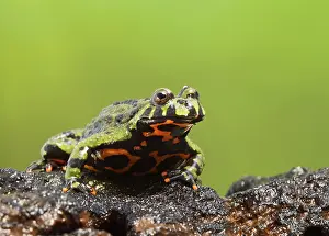Bombina: Fire Bellied Toad - showing red underside