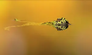 Bombina: Fire Bellied Toad swimming in pool at sunset