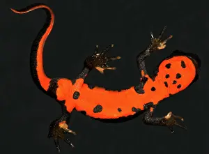 Salamandridae: Fire Belly Newt