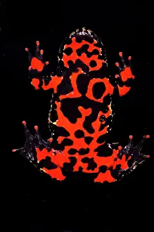 Inspiration: Fire Belly Toad