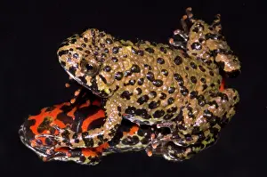 Aposematism: Fire Belly Toad