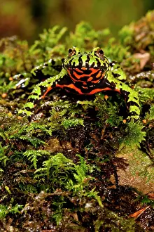 Fire Belly Toad Bombina orientalis Native